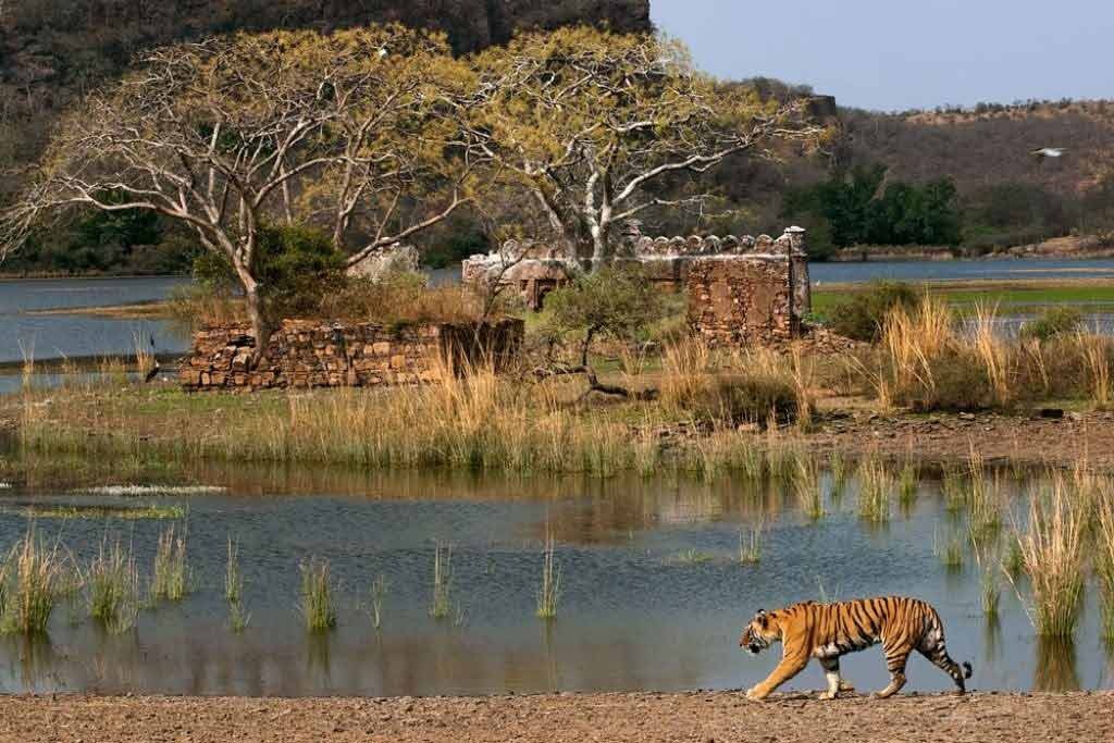 Ranthambore Safari